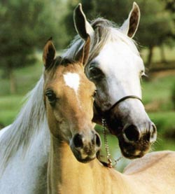 Equine friends