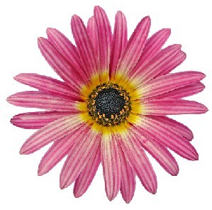 African Daisy