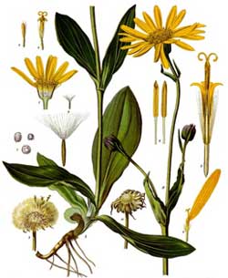Arnica Botanical Chart