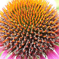 Echinacea