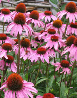 Echinacea flowers