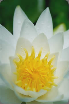Lotus Flower