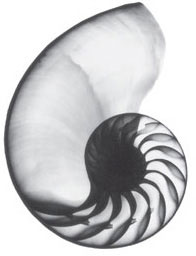 Nautilus Shell